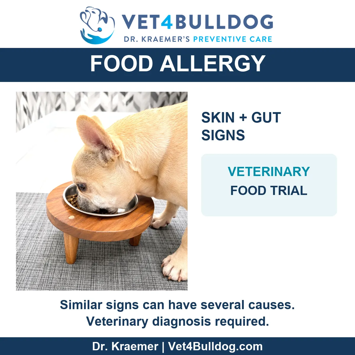 French Bulldog eating from a bowl in Dr. Kraemer’s food-allergy guide; veterinary diagnosis required