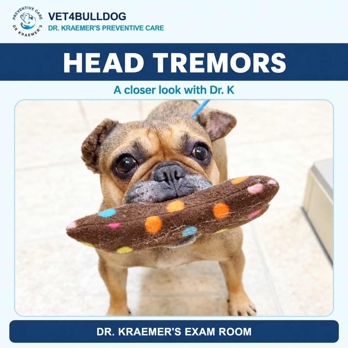 French Bulldog holding a toy in Dr. Kraemer’s head tremor guide