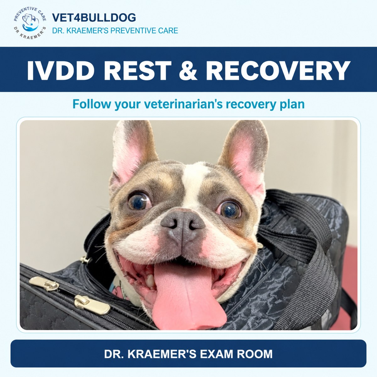 French Bulldog in a carrier beside guidance to follow a veterinarian's IVDD recovery plan.