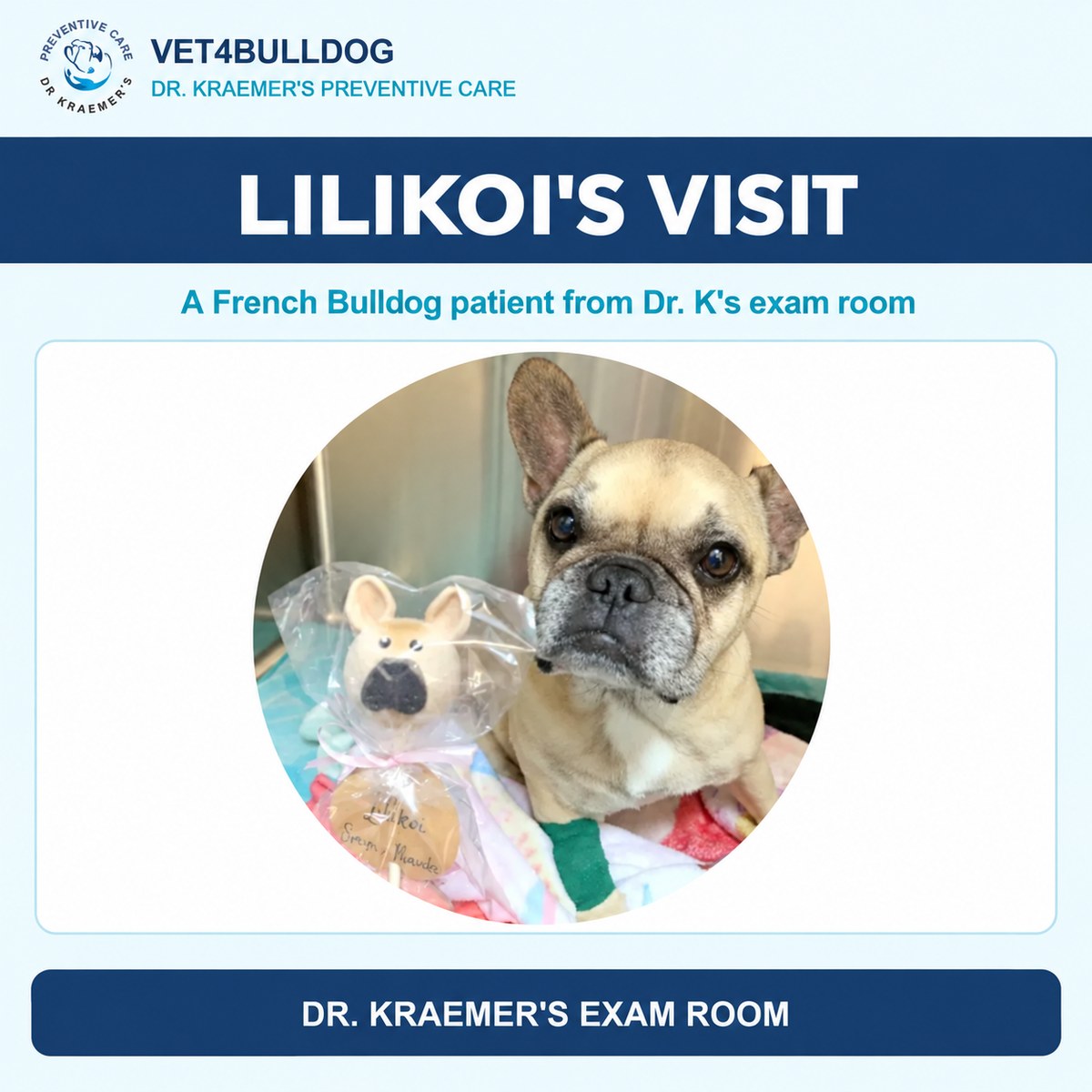 Lilikoi the French Bulldog during a veterinary visit