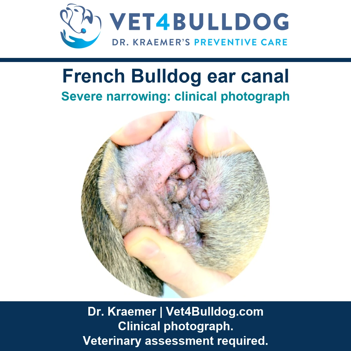 Original French Bulldog ear photograph showing a severely narrowed canal held open by fingers.
