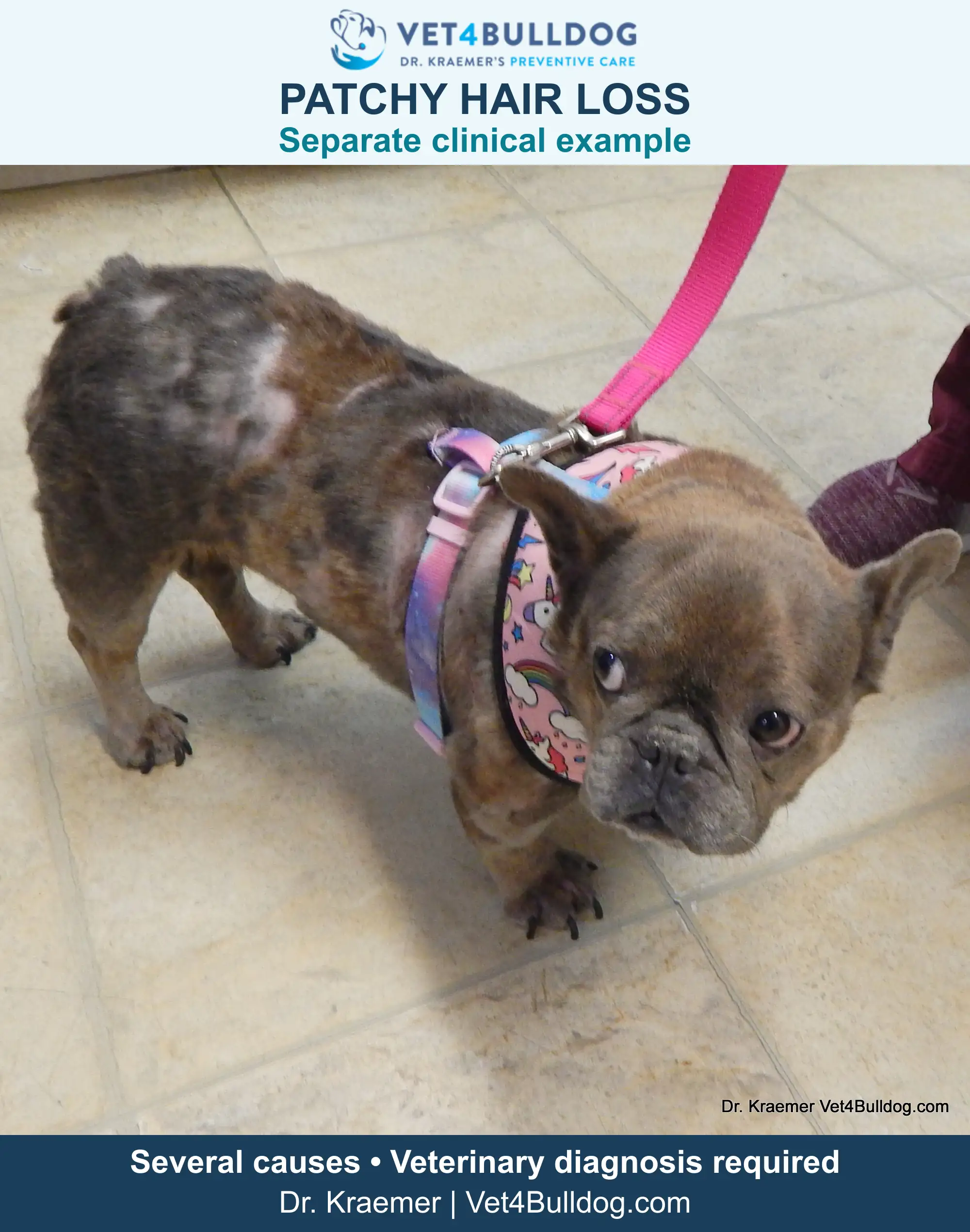 Separate clinical example: French Bulldog in a pink harness with patchy hair loss along the back and flank.