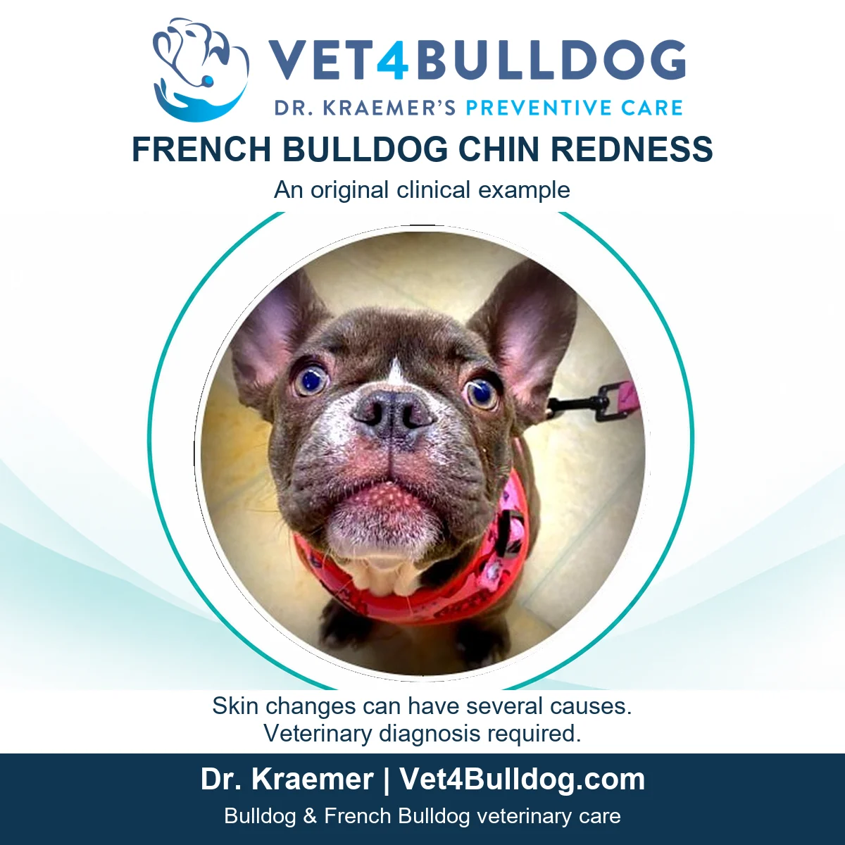 French Bulldog wearing a pink collar with redness beneath the chin in the original clinical photograph.