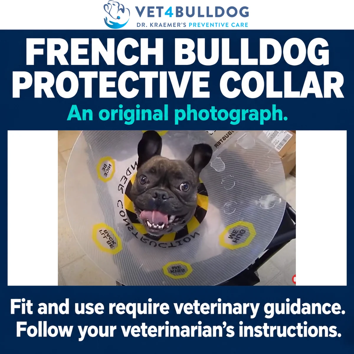 Brindle French Bulldog wearing a clear protective cone collar with handwritten messages