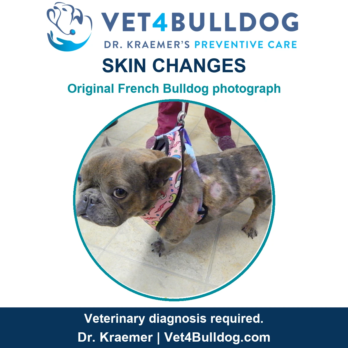 Original brindle French Bulldog photograph showing patchy hair loss and pink skin while wearing a colorful harness.
