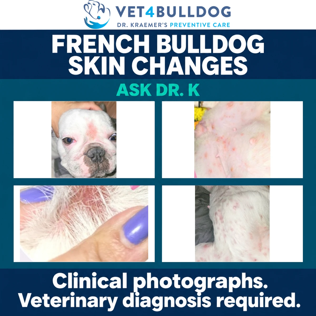 French Bulldog facial redness and three original close-up views of skin changes submitted to Ask Dr K.