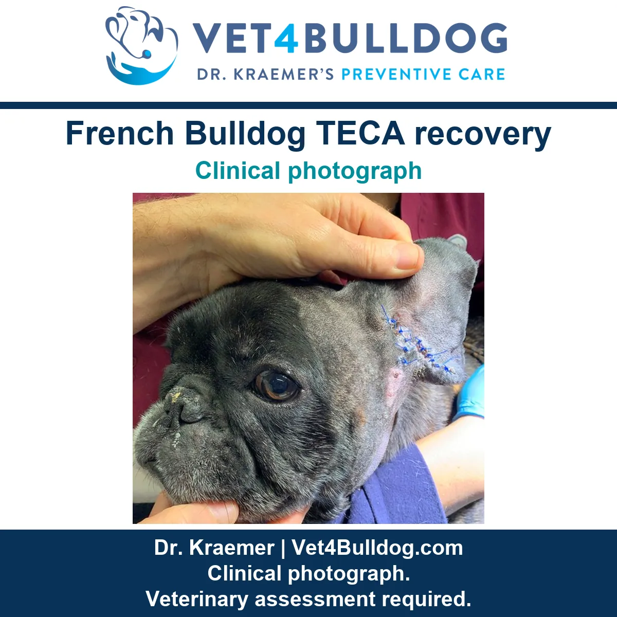 French Bulldog with a shaved ear surgery site and blue sutures in the original clinical photograph.