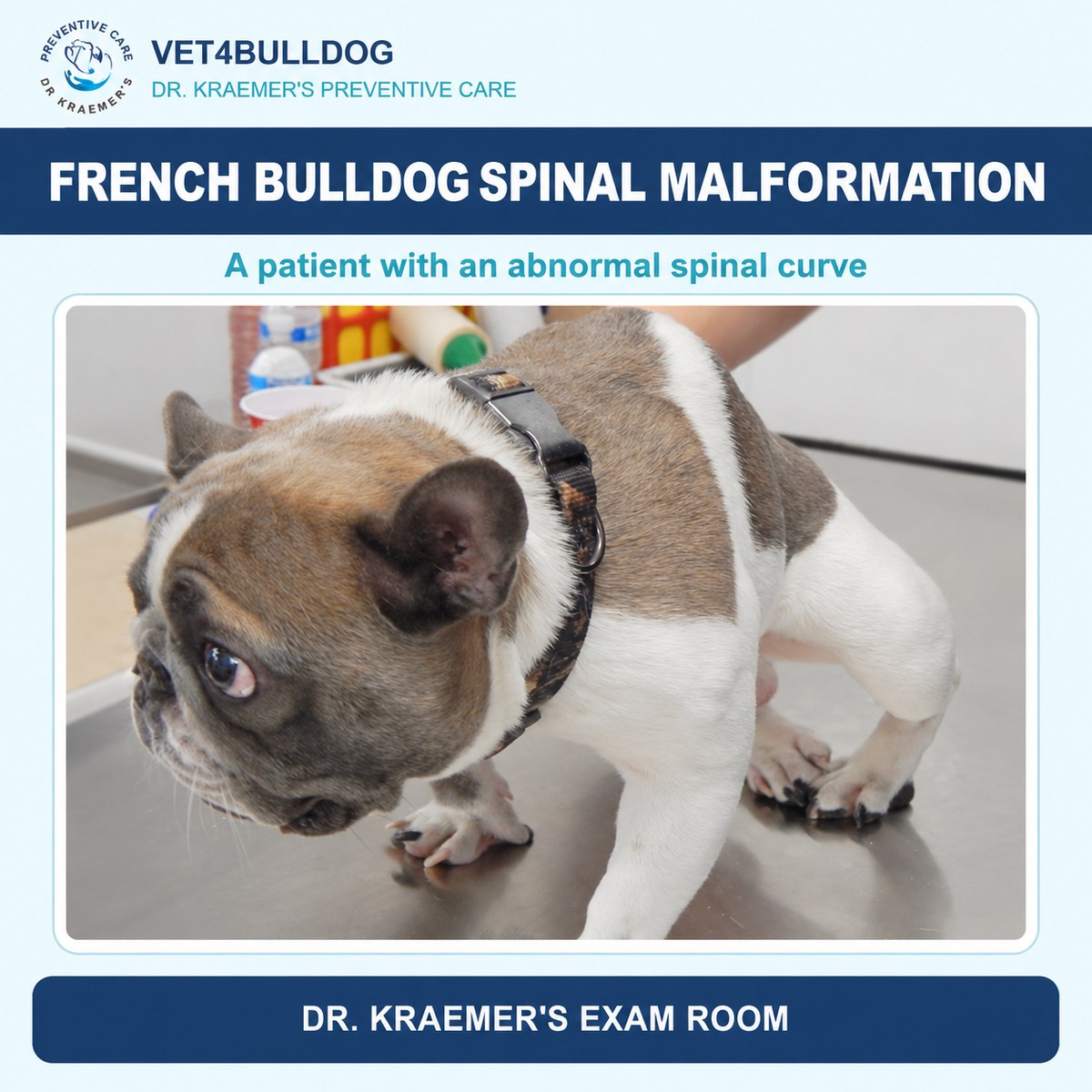 French Bulldog patient with an abnormal spinal curve on an exam table.
