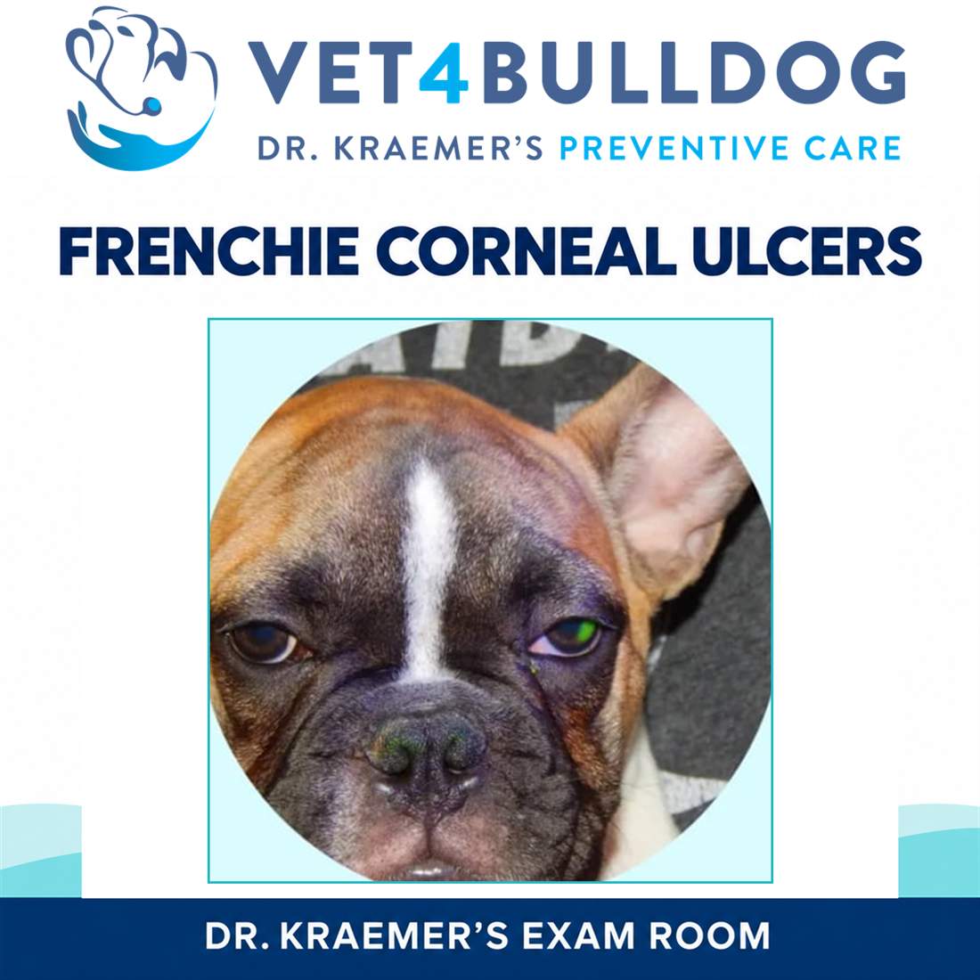Original French Bulldog patient photograph during a corneal stain examination.