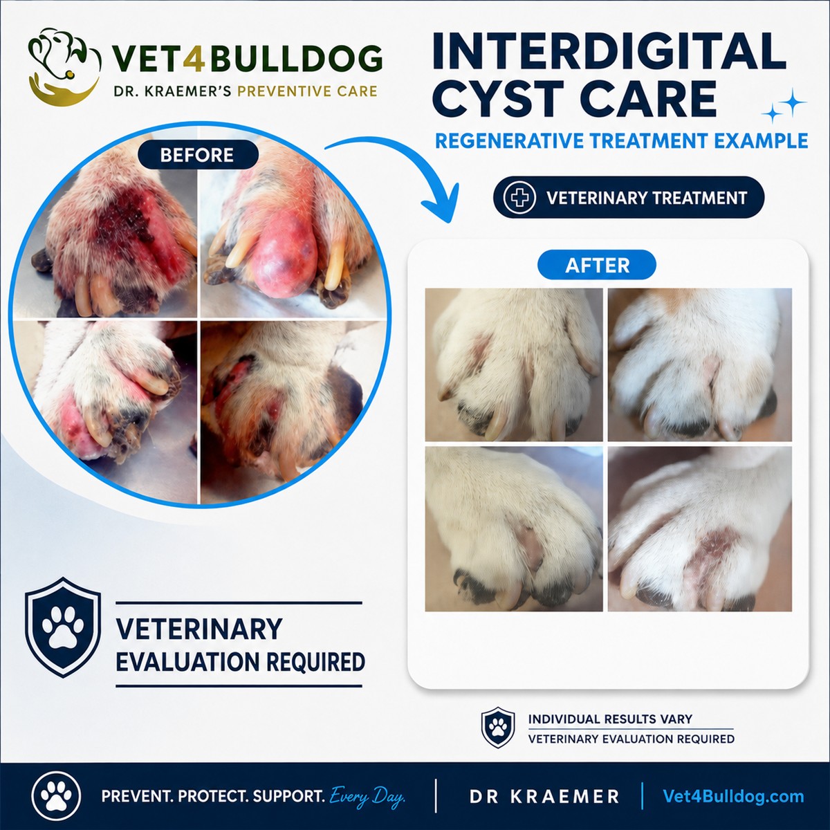 Original clinical photographs of Bulldog interdigital cysts before and after veterinary regenerative treatment; individual results vary