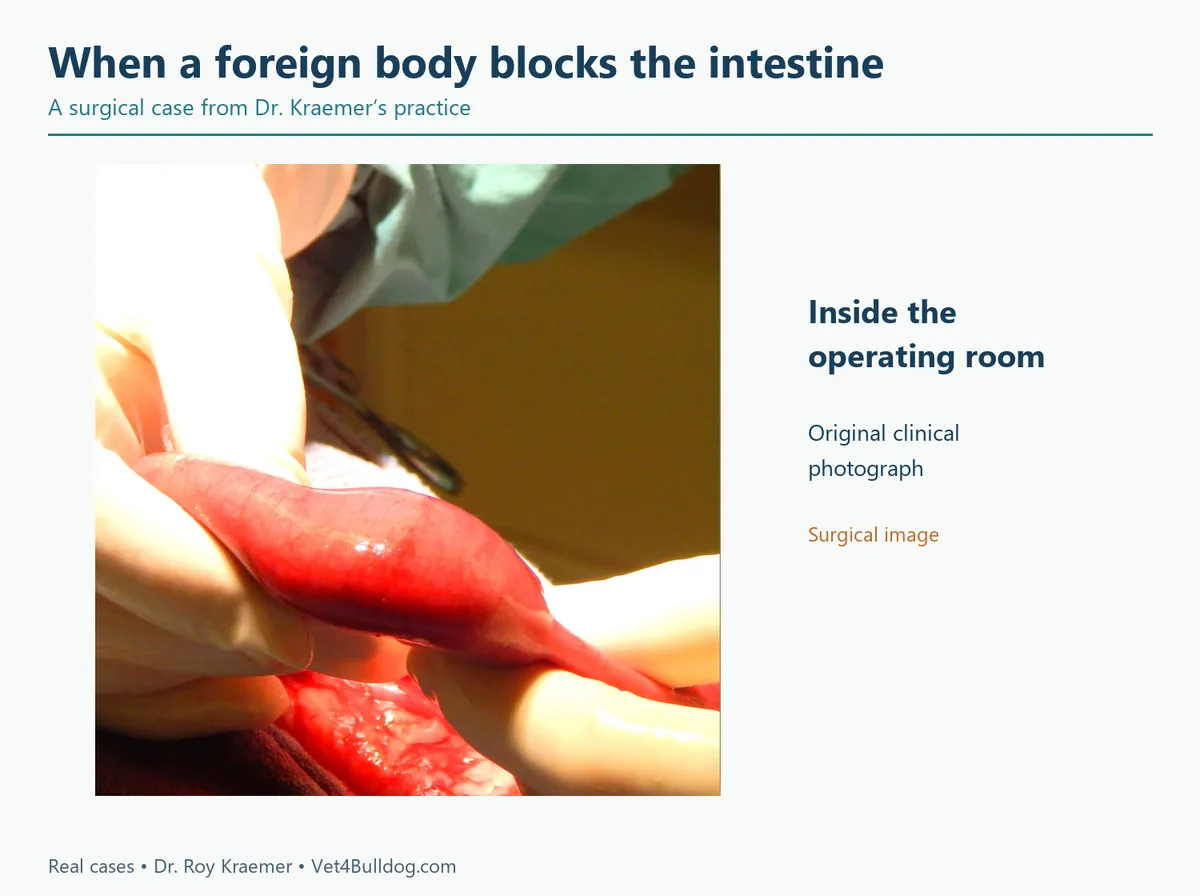 Surgical photograph of a foreign-body obstruction in a Bulldog’s small intestine