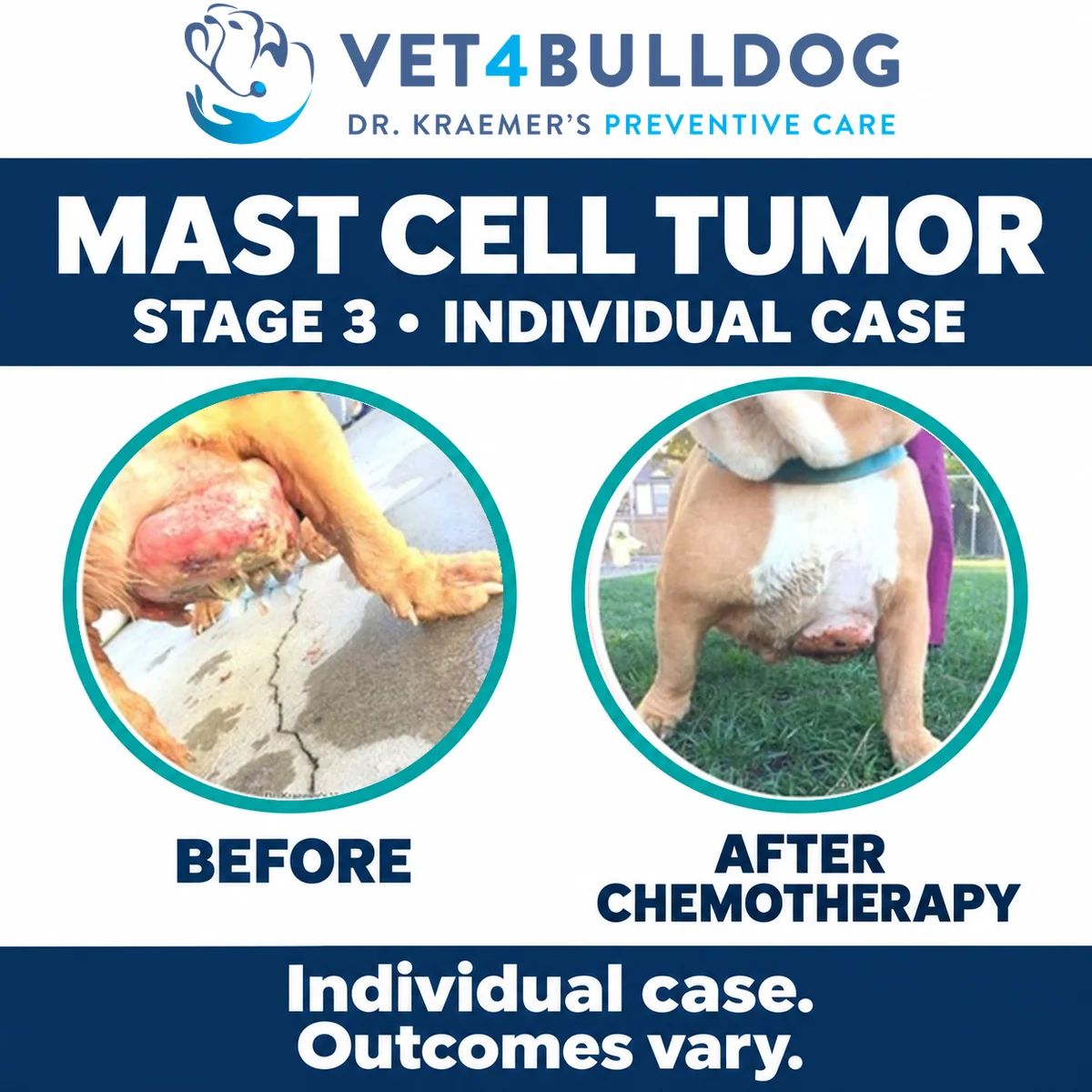 Individual Bulldog mast cell tumor case showing the mass before and after chemotherapy in the supplied photographs.