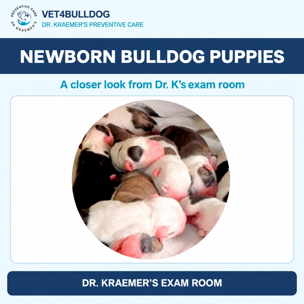 Newborn Bulldog puppies resting together