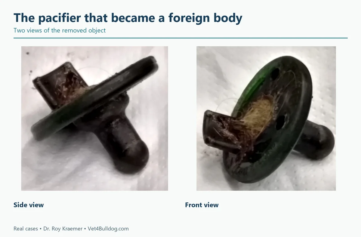 Two views of a baby pacifier removed from a Bulldog’s stomach