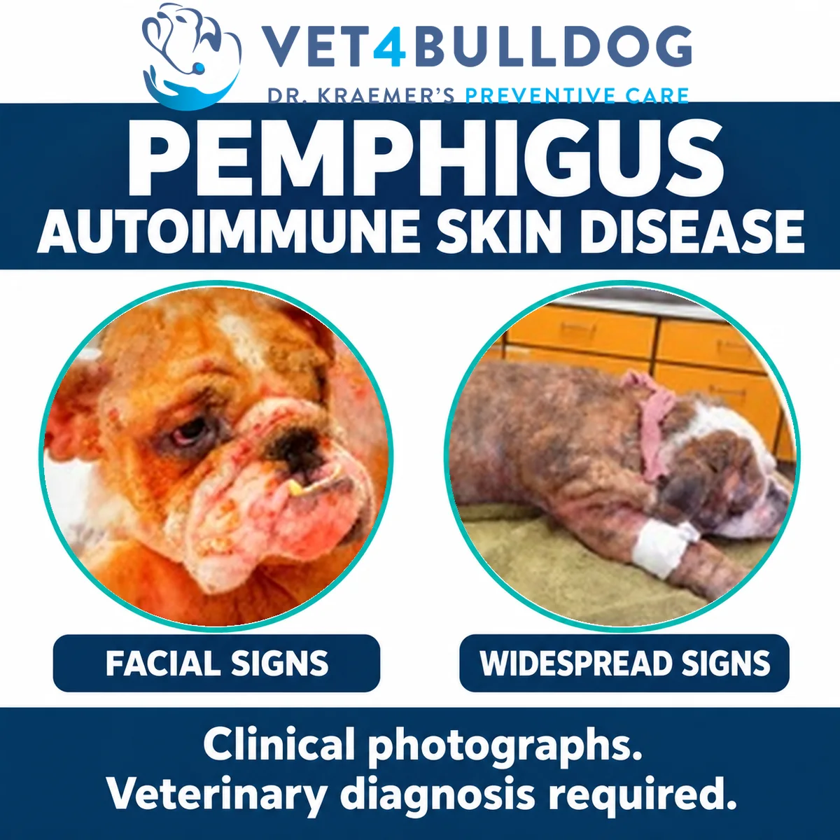 English Bulldogs with facial crusting and widespread skin lesions in clinical photographs illustrating pemphigus.