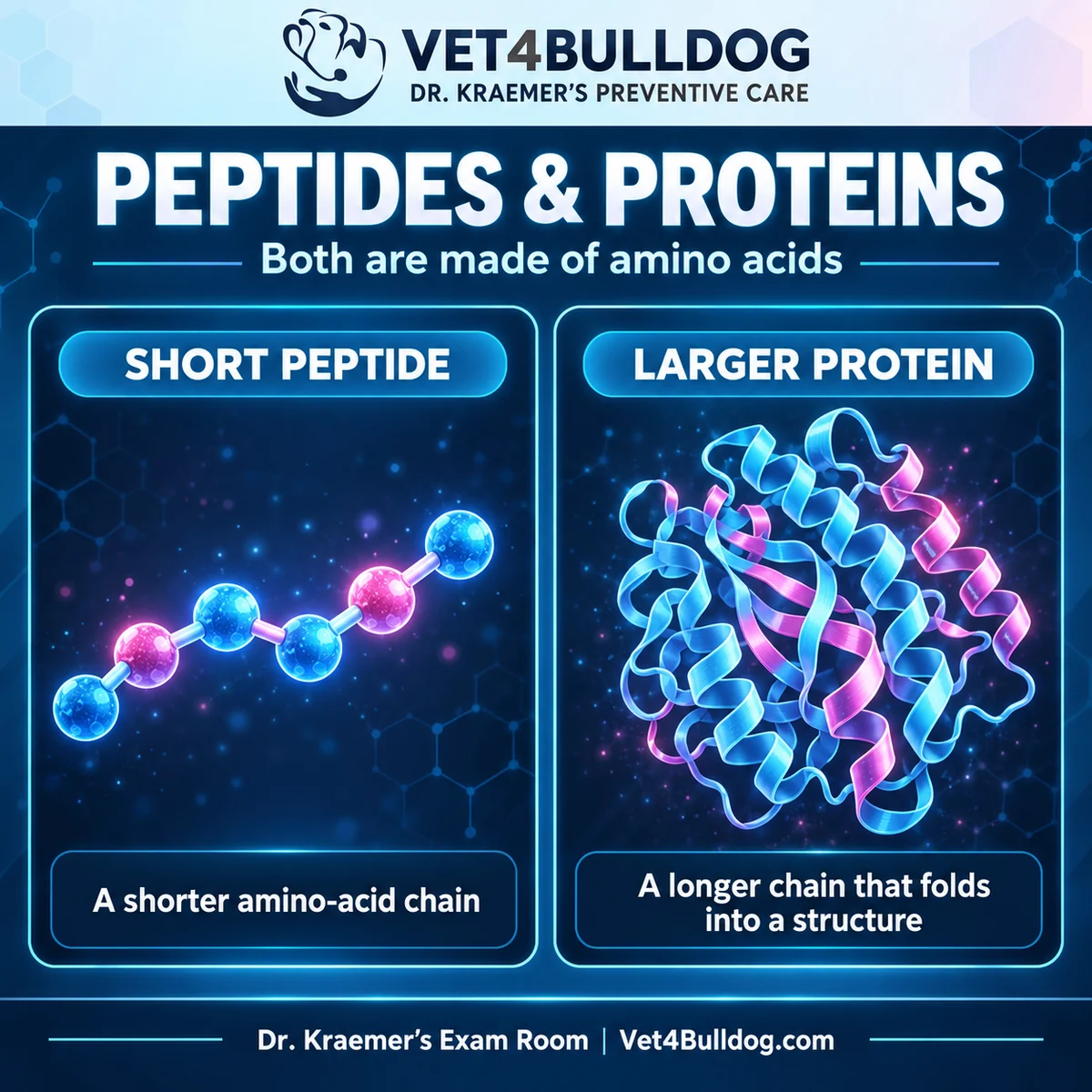 Short peptide amino-acid chain compared with a larger folded protein structure