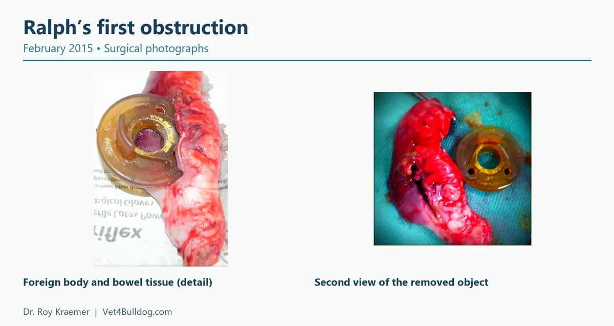 February 2015 photographs of Ralphie’s removed foreign body and bowel tissue