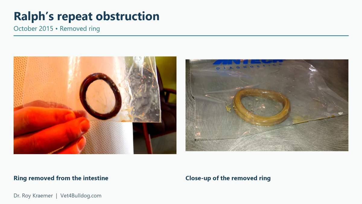 Two October 2015 photographs of the ring removed from Ralphie’s intestine