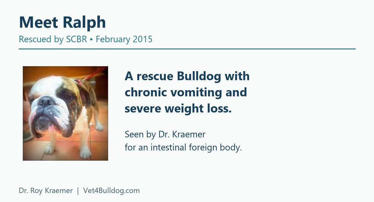 Ralphie in February 2015, rescued by SCBR after chronic vomiting and severe weight loss