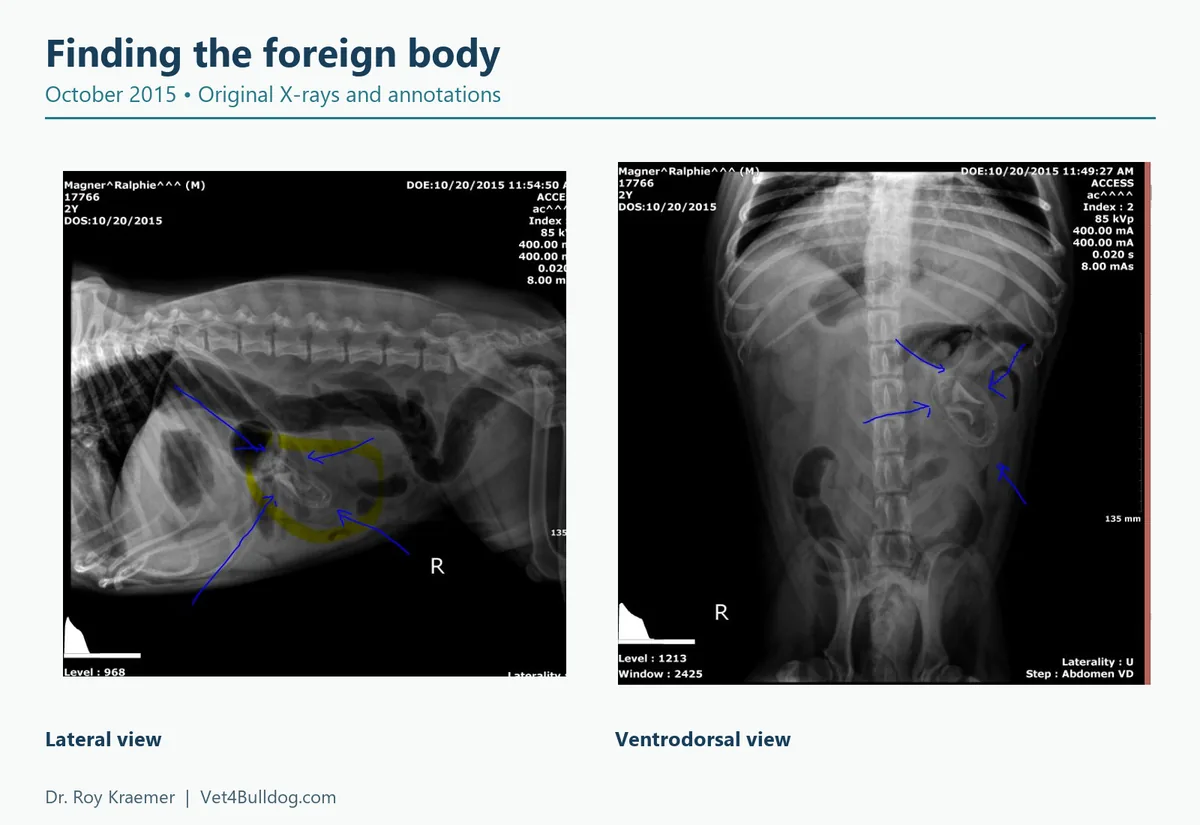 Ralphie’s October 2015 abdominal X-rays in lateral and ventrodorsal views with Dr. Kraemer’s original markings