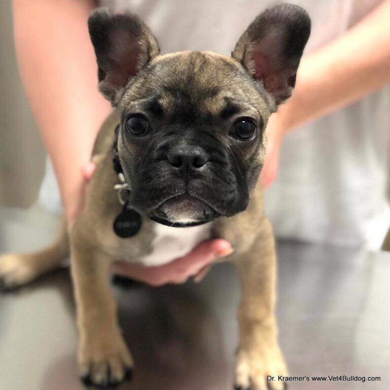 Bronx, a French Bulldog puppy, standing for his puppy wellness check