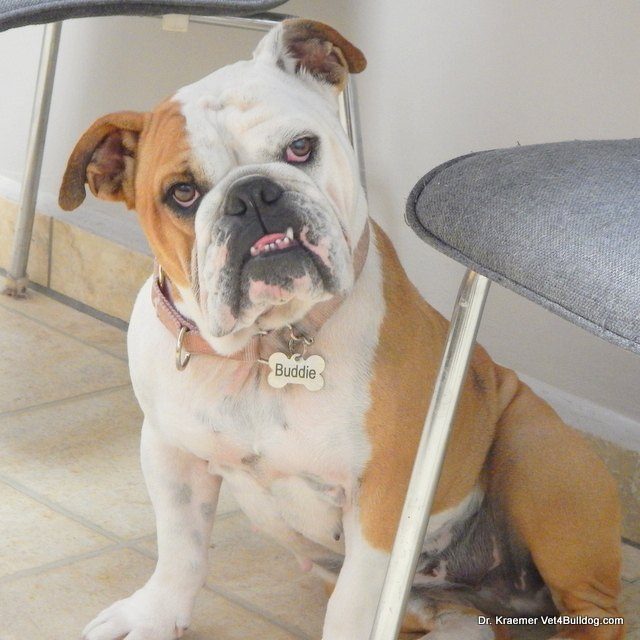 Buddie, a Bulldog, standing in the consulting room at a visit for cherry eye