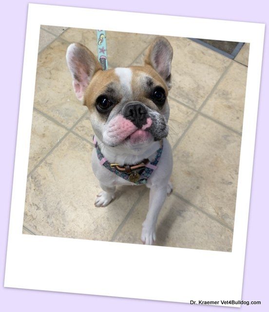 A Bulldog in a harness, tongue out and happy